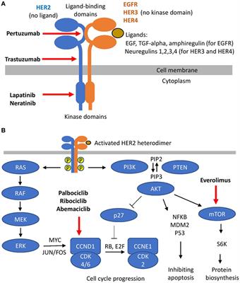 Current Therapies for Human Epidermal Growth Factor Receptor 2-Positive Metastatic Breast Cancer Patients